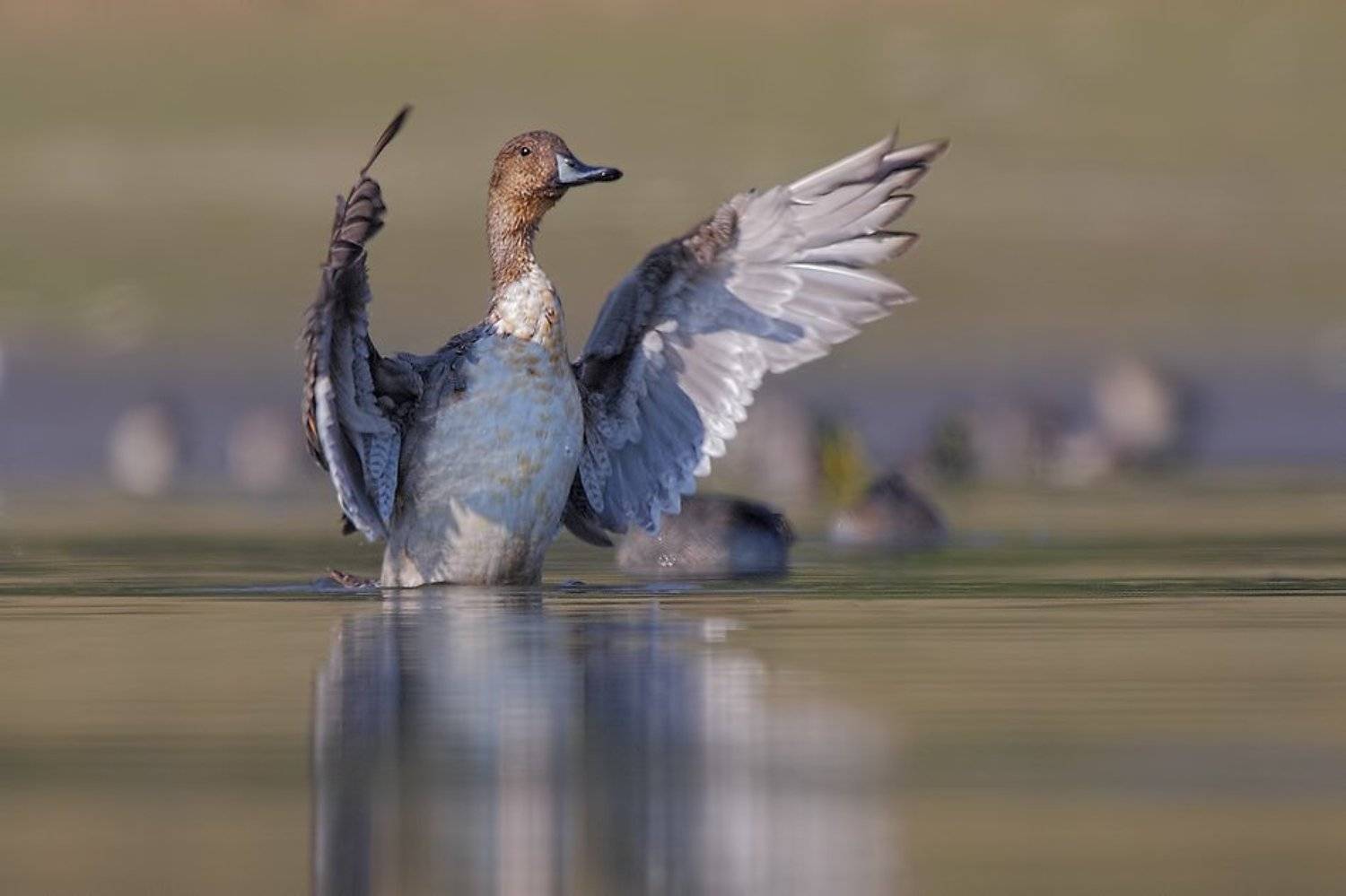 *****. Автор: Dobromir Terziev , Dobromir Terziev