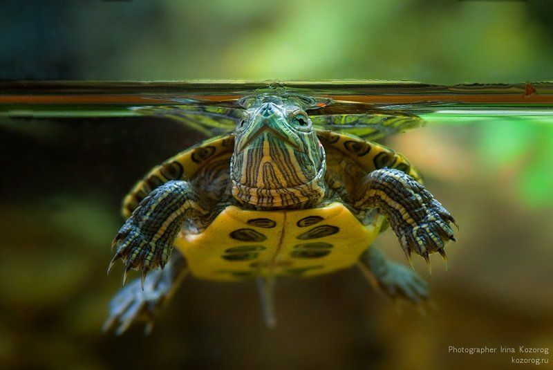 Черепашкаphoto preview