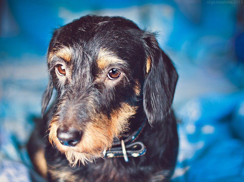 ... фото превью