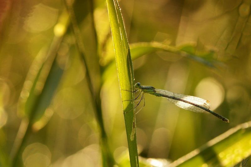 Šidielko brvonohé- Platycnemis pennipesphoto preview
