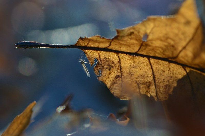 осень Ты куда ,осень?Постой.photo preview