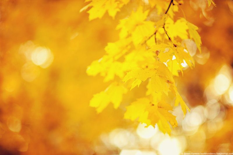 Осеньphoto preview