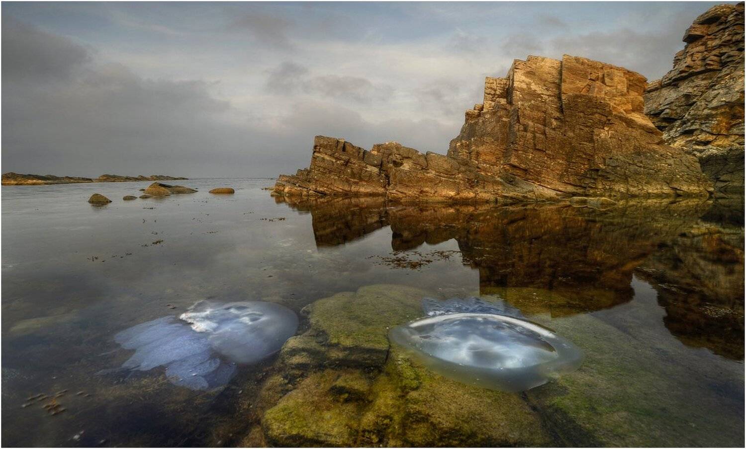 Пейзаж с медузами. Автор: Румен Паисиев , Румен Паисиев