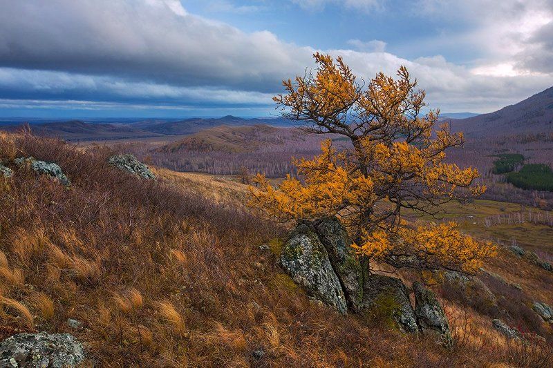 Про одинокую лиственницу...photo preview