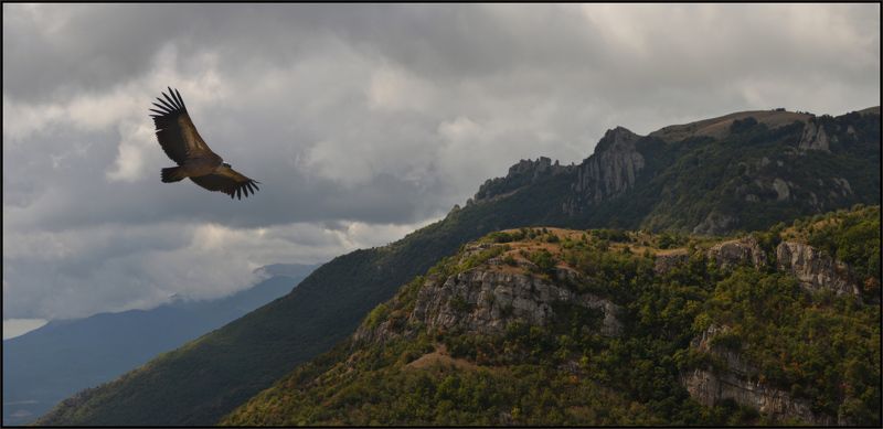 Белоголовый сип, Крым,, Ущелье над речкой Алакой В родное ущелье ...photo preview