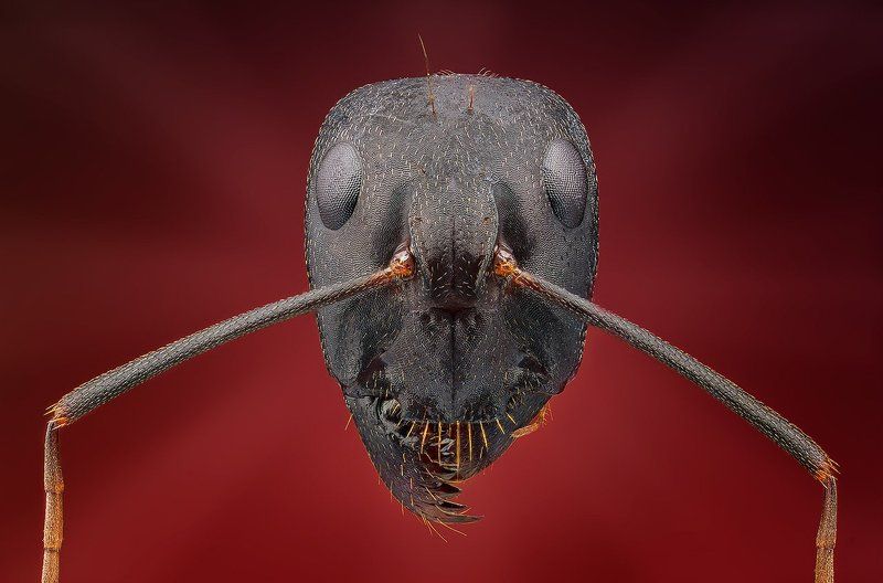 Голова муравьяphoto preview