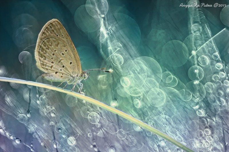 Macro another worldphoto preview