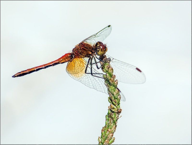 Держи меня, травиночка, держи!!!photo preview