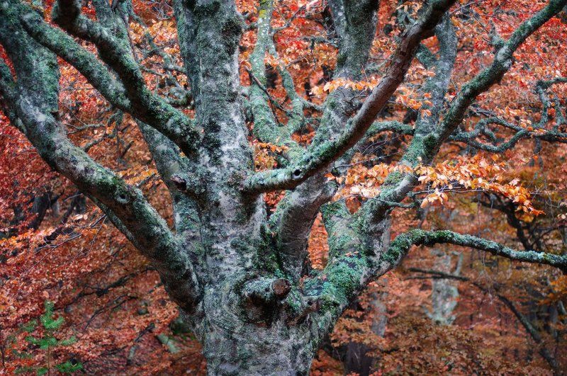 Чудище лесное.photo preview