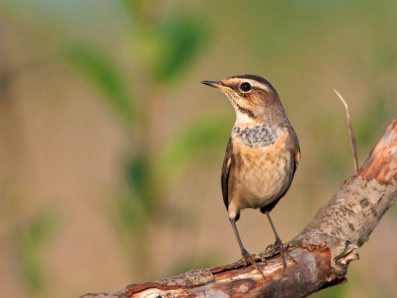 А я такая вся ...photo preview