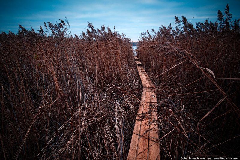 балтым, заросли, озеро, травы Утро на болотеphoto preview