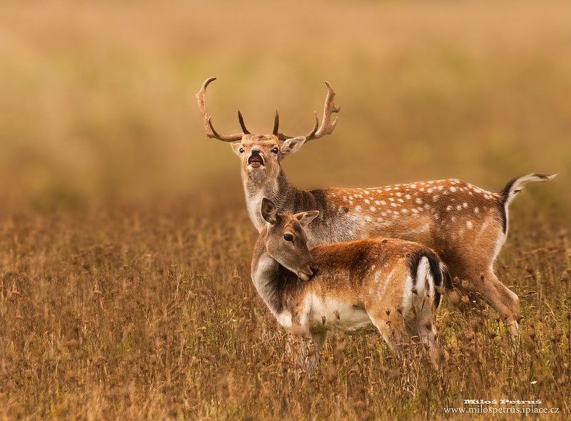 корольphoto preview