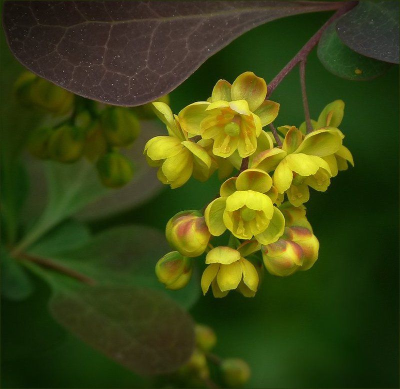 Барбарис, Весна, Природа барбарисphoto preview