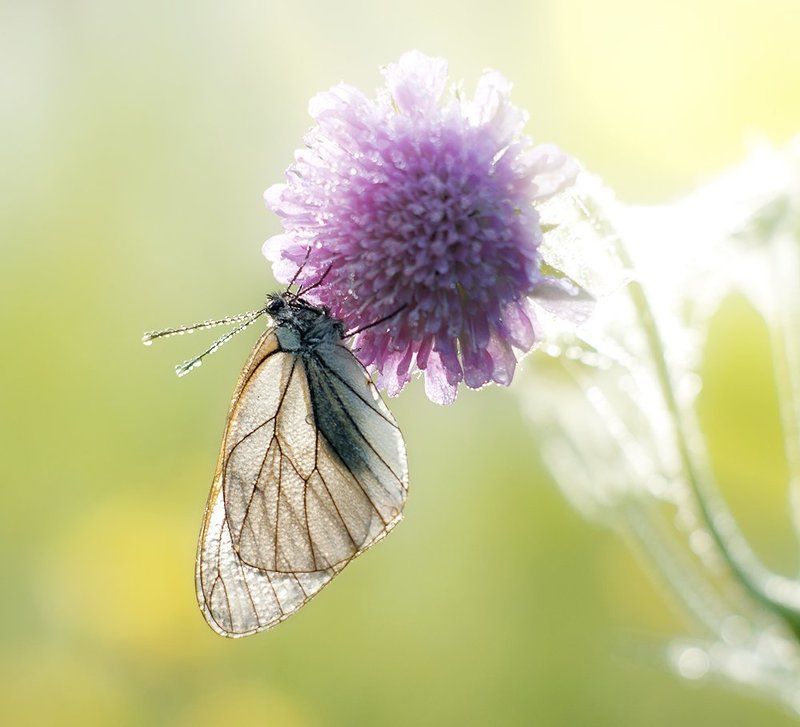 Бабочка, Боярышница, Макро ***photo preview