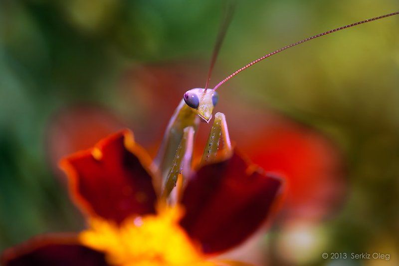 Implicit threatphoto preview