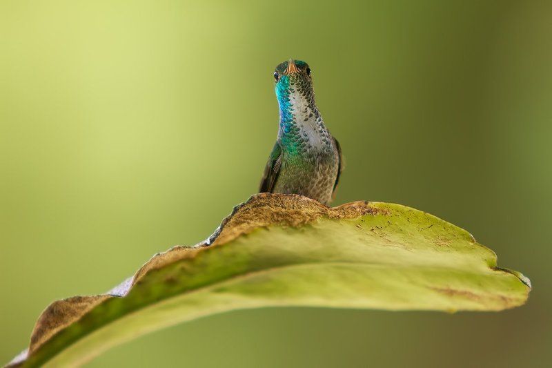 Любопытной Варваре...photo preview