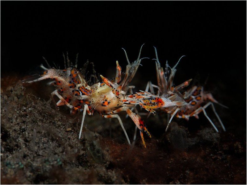 Скрестили шпаги!photo preview