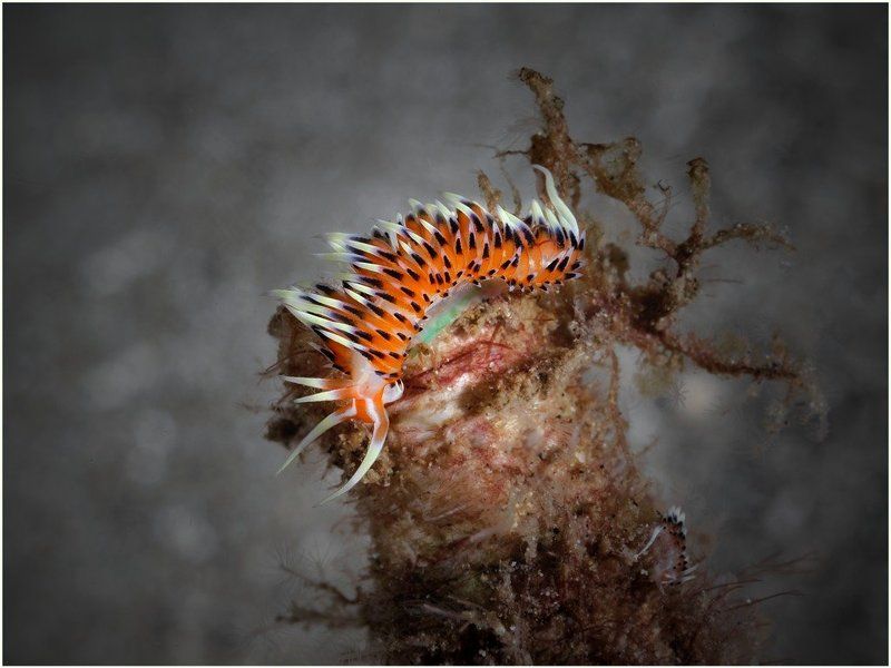 Симпатяга.photo preview