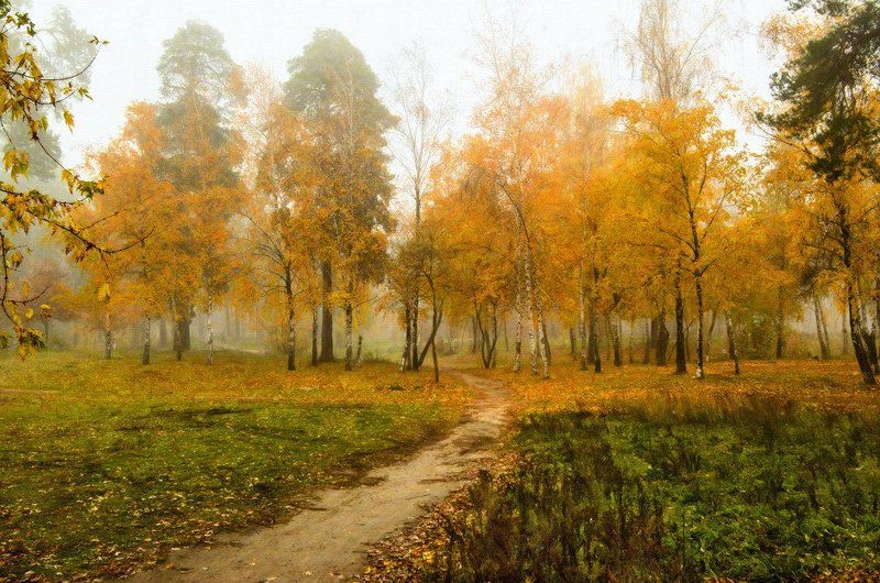 осень, лес, туман, деревья Осенние зарисовкиphoto preview