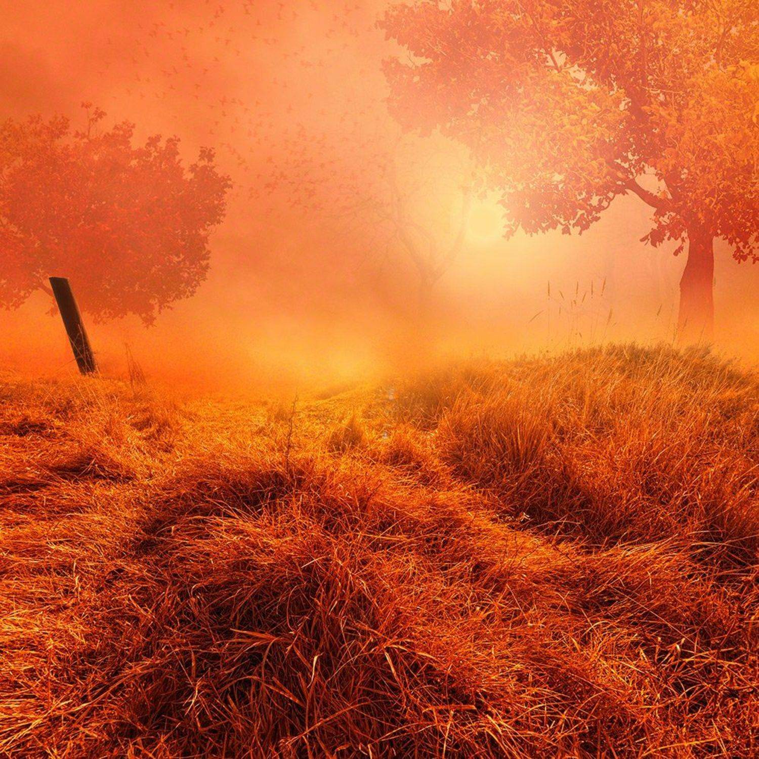 autumn, birds, clouds, corn, dear, fog, ground, leaf, man, manipulation, mounting, mystery, photoshop, psd, sky, tree, tutorials, working, acarsdesign, light, fog, mystery, cloudly, lighting, light, shadow, Caras Ionut