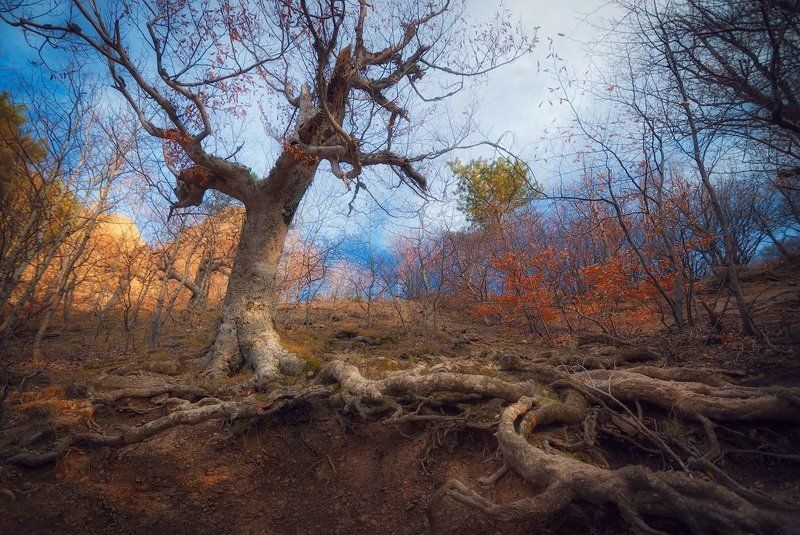 крым, демерджи Таинственный лес Демерджиphoto preview