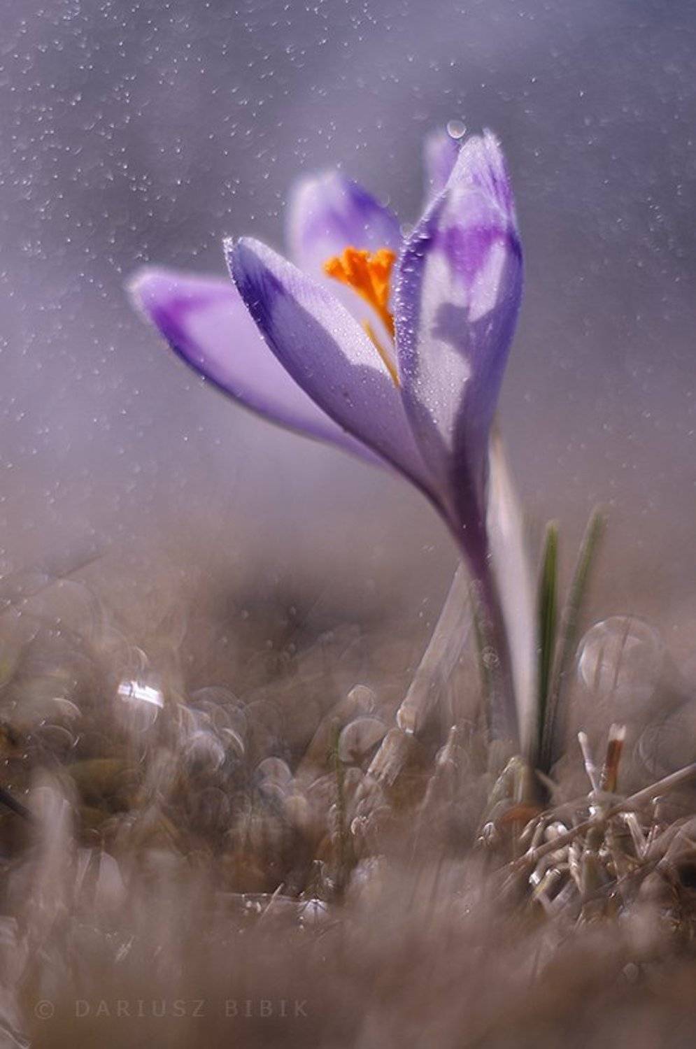 Автор: Dariusz Bibik , Dariusz Bibik