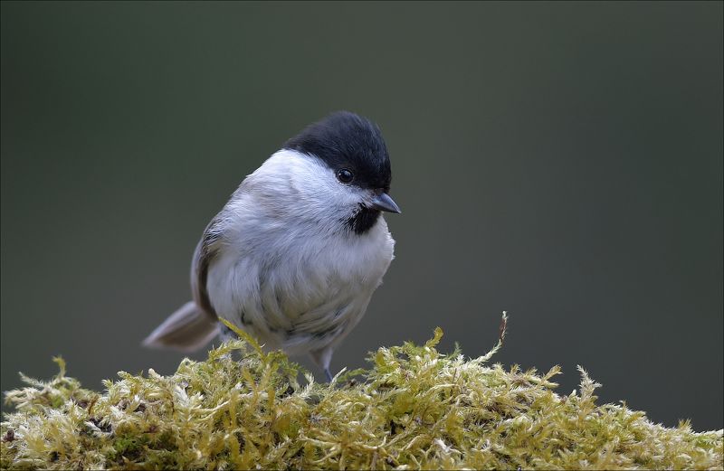 гаичка Гаичкаphoto preview