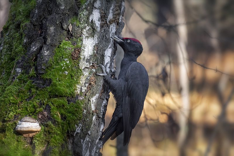 птица, дятел, желна, желна..photo preview