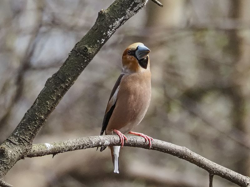 меланхоличный дубоносphoto preview