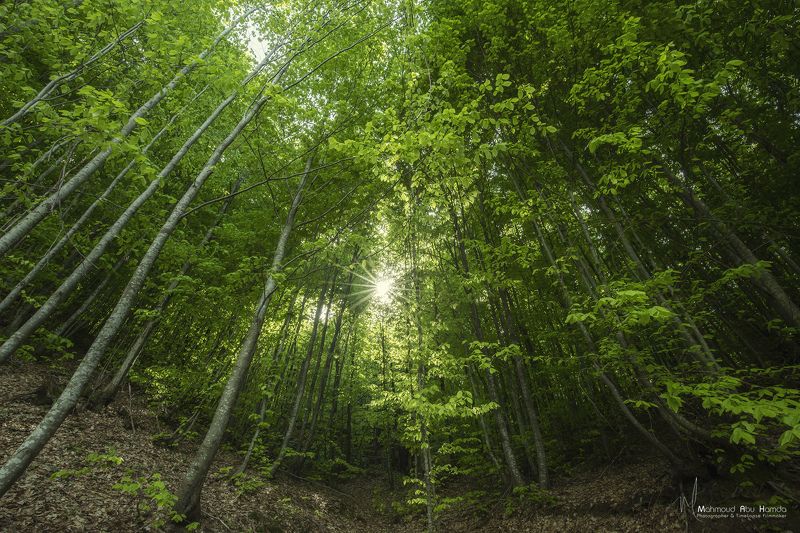 distant jungle landscape Distant Junglephoto preview