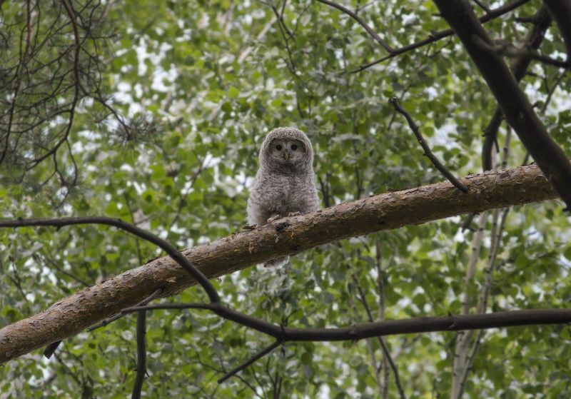 совёнок, длиннохвостая неясыть, неясыть Совёнок фото превью