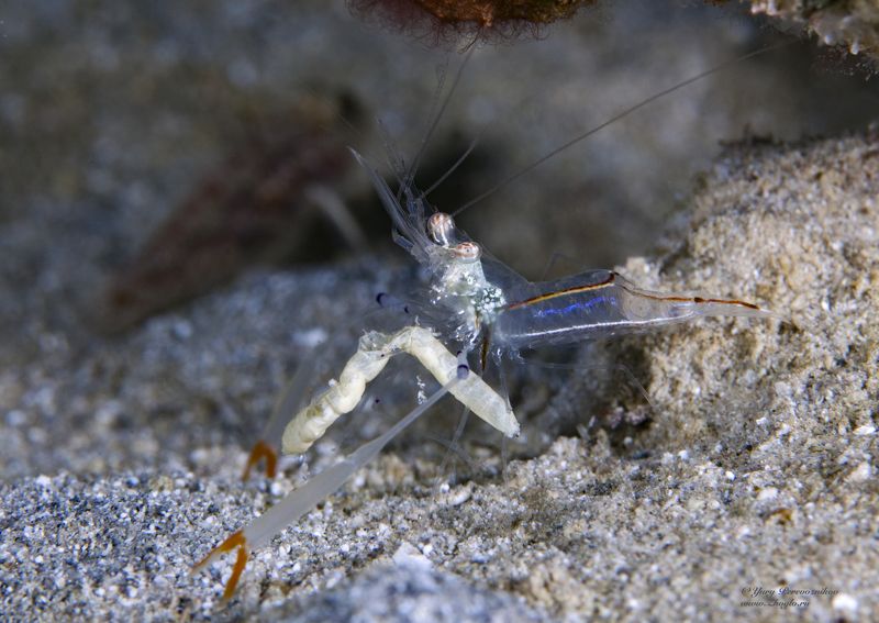 подводное фото подводный мир хургада египет жогло zhoglo красное море Обедphoto preview