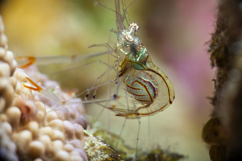 подводное фото подводный мир хургада египет жогло zhoglo красное море Скоро будет потомствоphoto preview