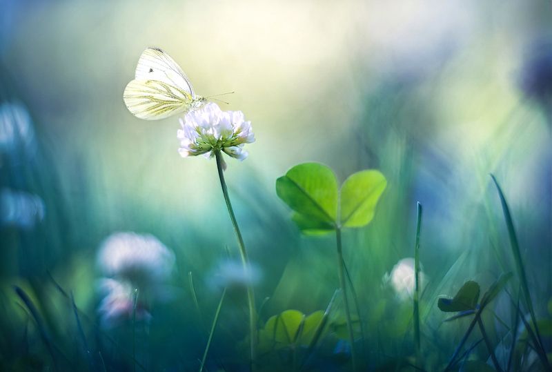 Белый клеверphoto preview