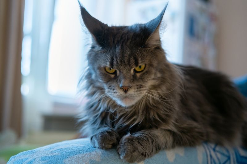 кошка, портрет Опять фотографироваться?photo preview