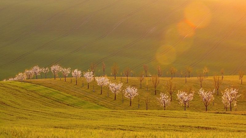 south moravia Piggy bank in apricot setphoto preview