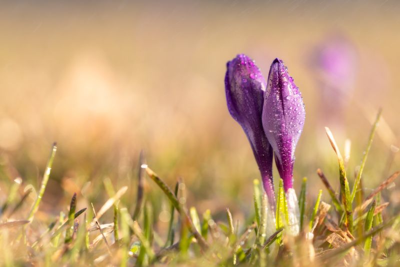 Весенее настроениеphoto preview