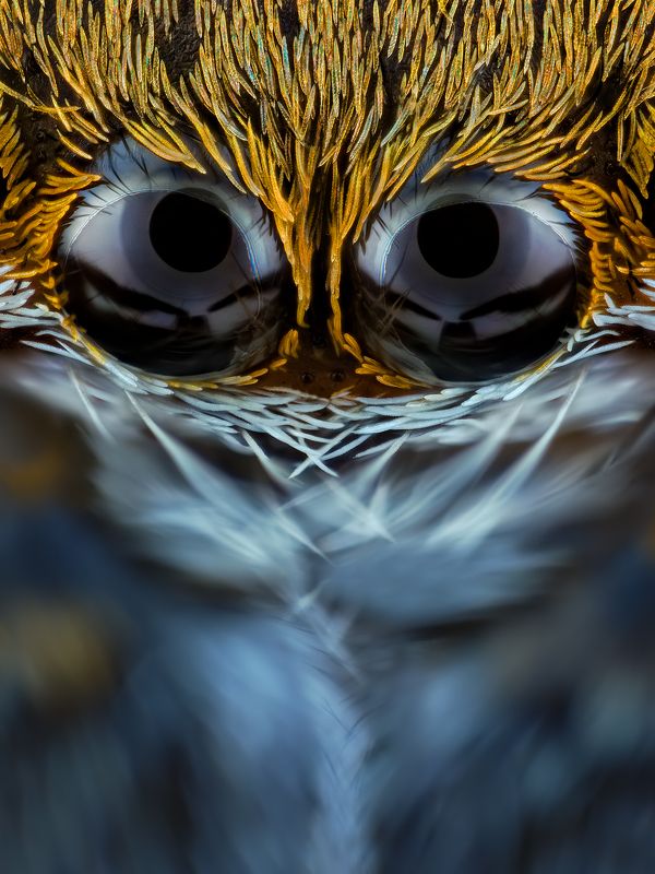 irass, waledzik, nat geo, olympus, close up, macro, extreme macro, макро oOOo.photo preview