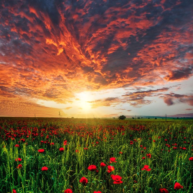 Цвета Весныphoto preview