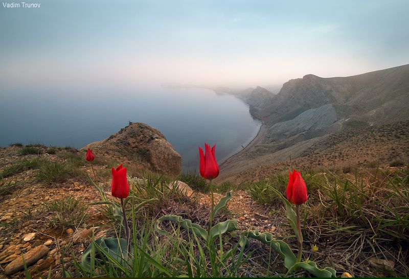 крым, тюльпаны Дикие тюльпаны Крыма фото превью
