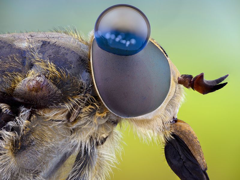 Tabanus sudeticus.photo preview