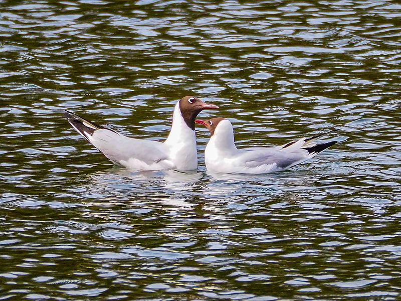 озерная идиллияphoto preview