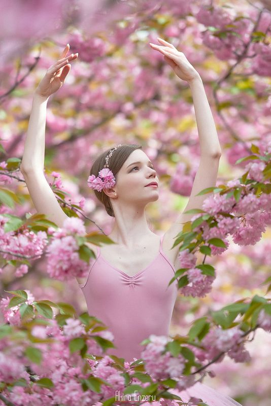 portrait, outdoor キクシダレザクラ (Cerasus jamasakura)photo preview