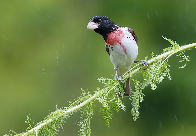 красногрудый дубоносовый кардинал, rose-breasted grosbeak, grosbeak,  весна Красногрудый дубоносовый кардинал - Rose-breasted Grosbeak фото превью