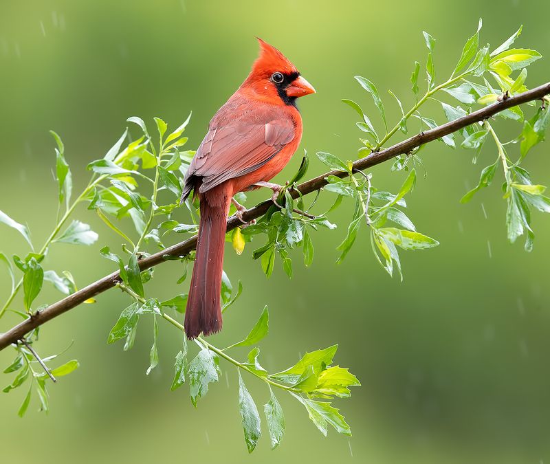 красный кардинал, northern cardinal, cardinal,кардинал Northern Cardinal male - Красный кардинал самец фото превью