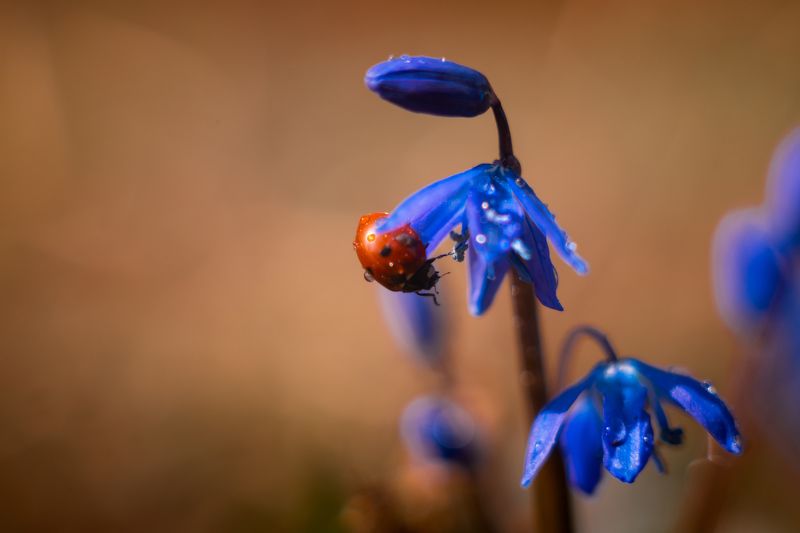 Коровка и цветокphoto preview