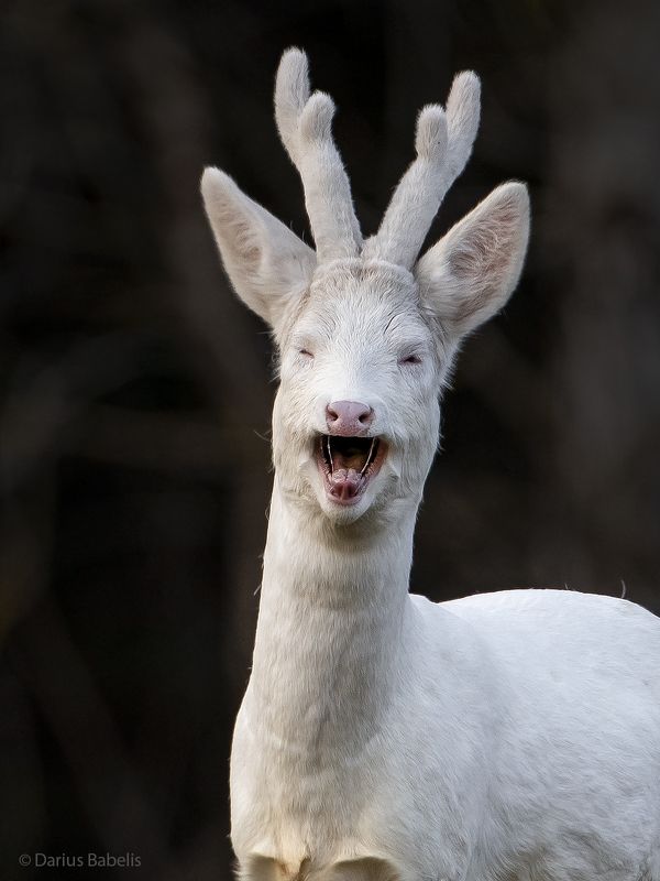 Aльбиносphoto preview