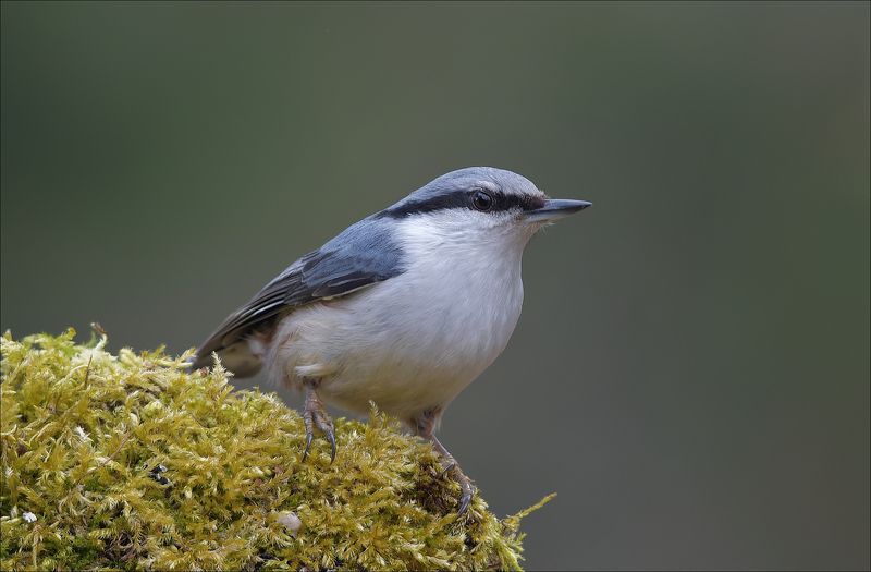 поползень ***photo preview