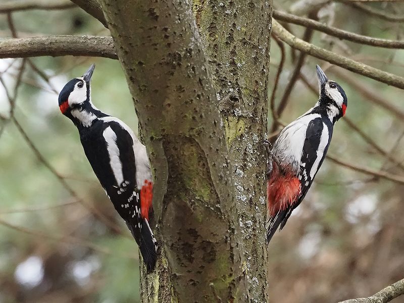 двое из ларца одинаковых с лицаphoto preview