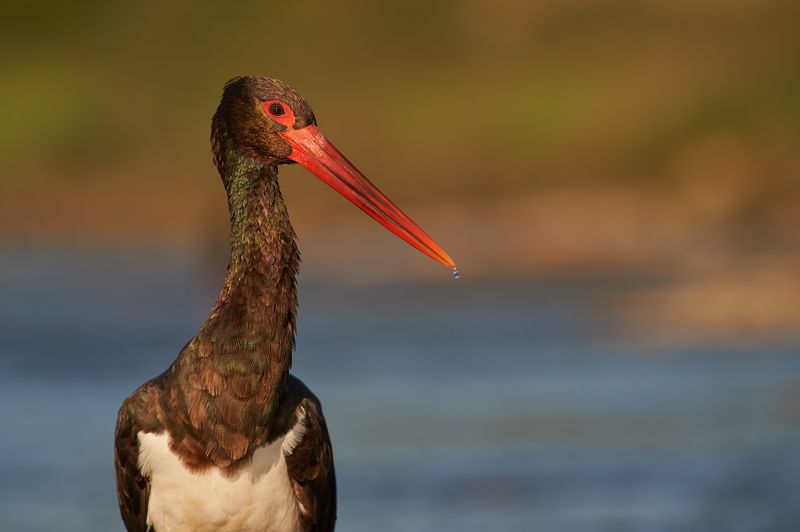 nature, wildlife, birds ***photo preview